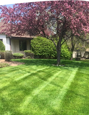 Lawn Care Near Me