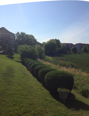 Shrub Trimming Plymouth Minnesota